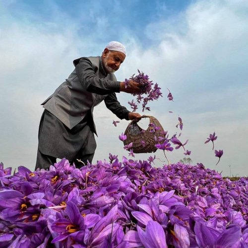 Saffron